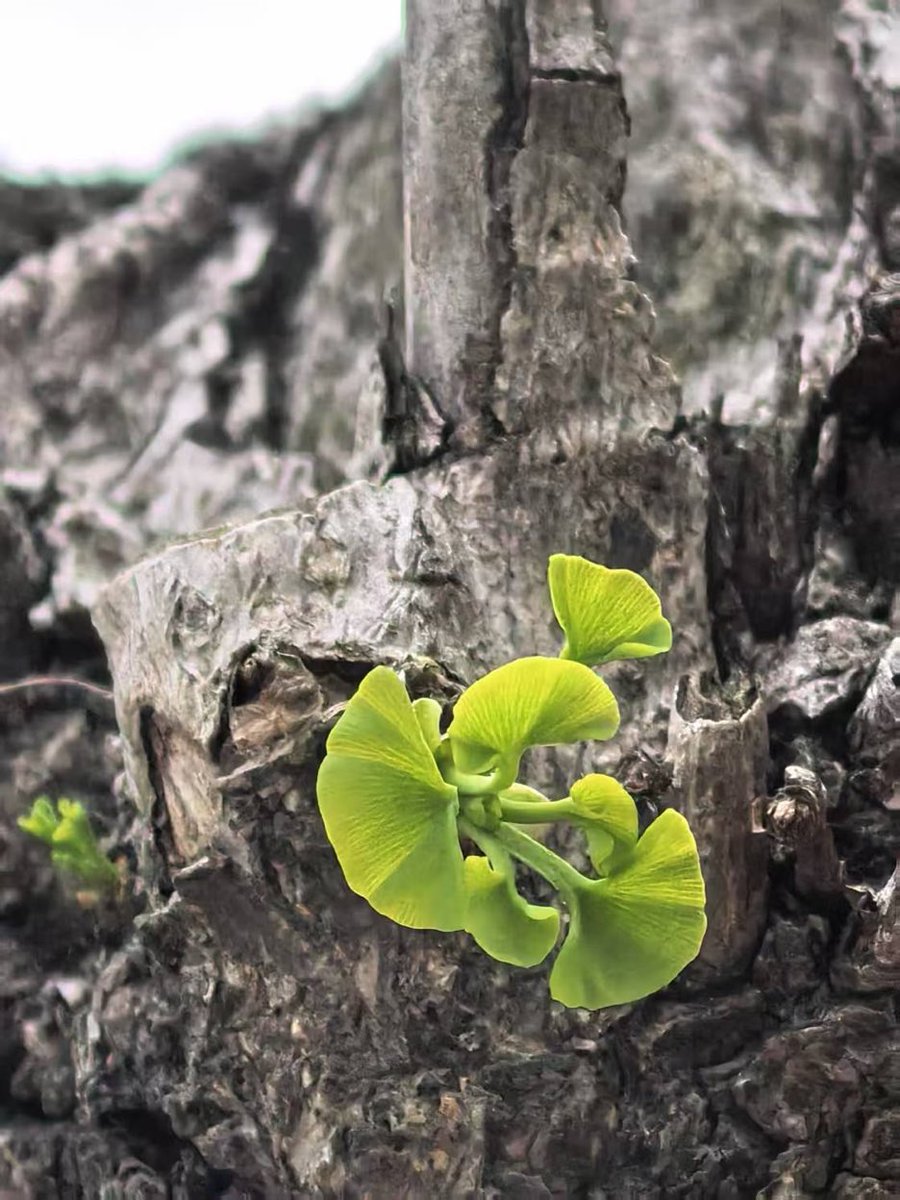 围绕这种植物制作一份信息图，聚焦于有趣的信息。 #AIart️️️️️️️️️️️️️️️️️️️️️️️️️️️️️️️️️️️️️️️️️️️️️️️️️…