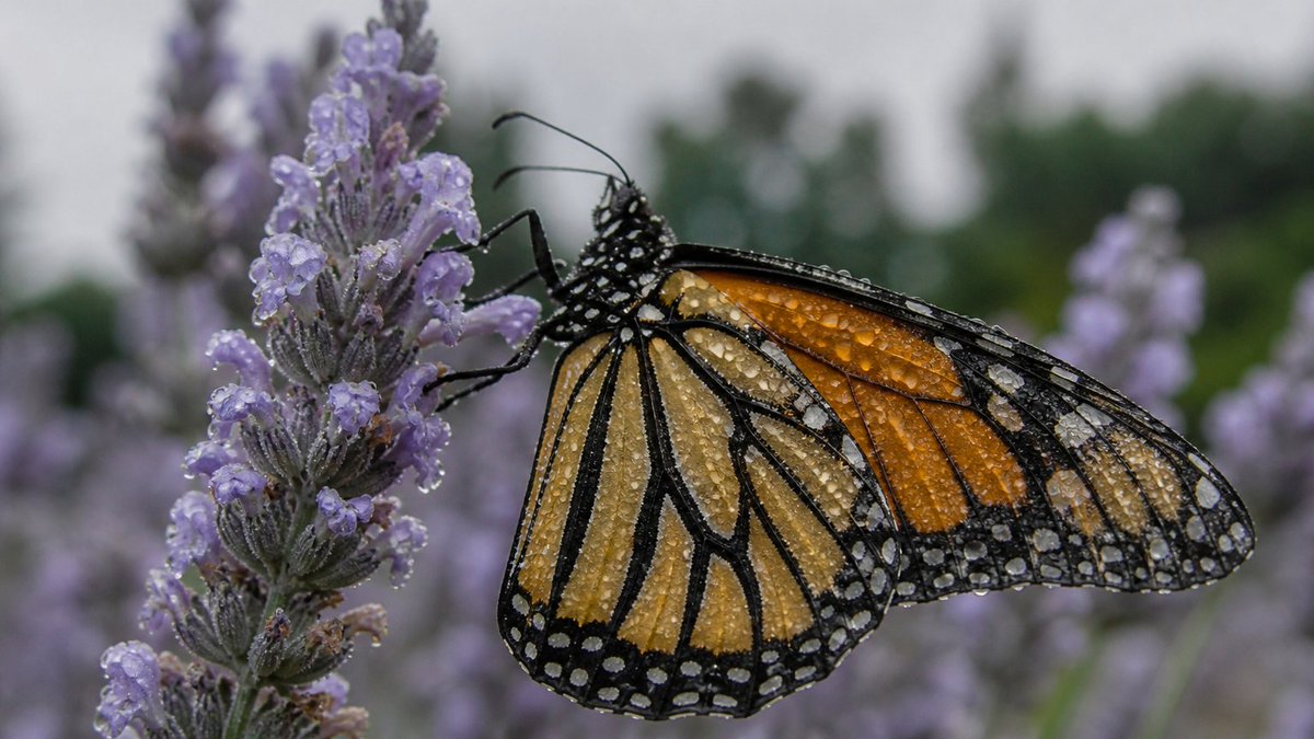 GPT Image 2 提示词，第一张为基础图，其余为其变体 P1：A monarch butterfly, wings dusted with pollen, clings t…