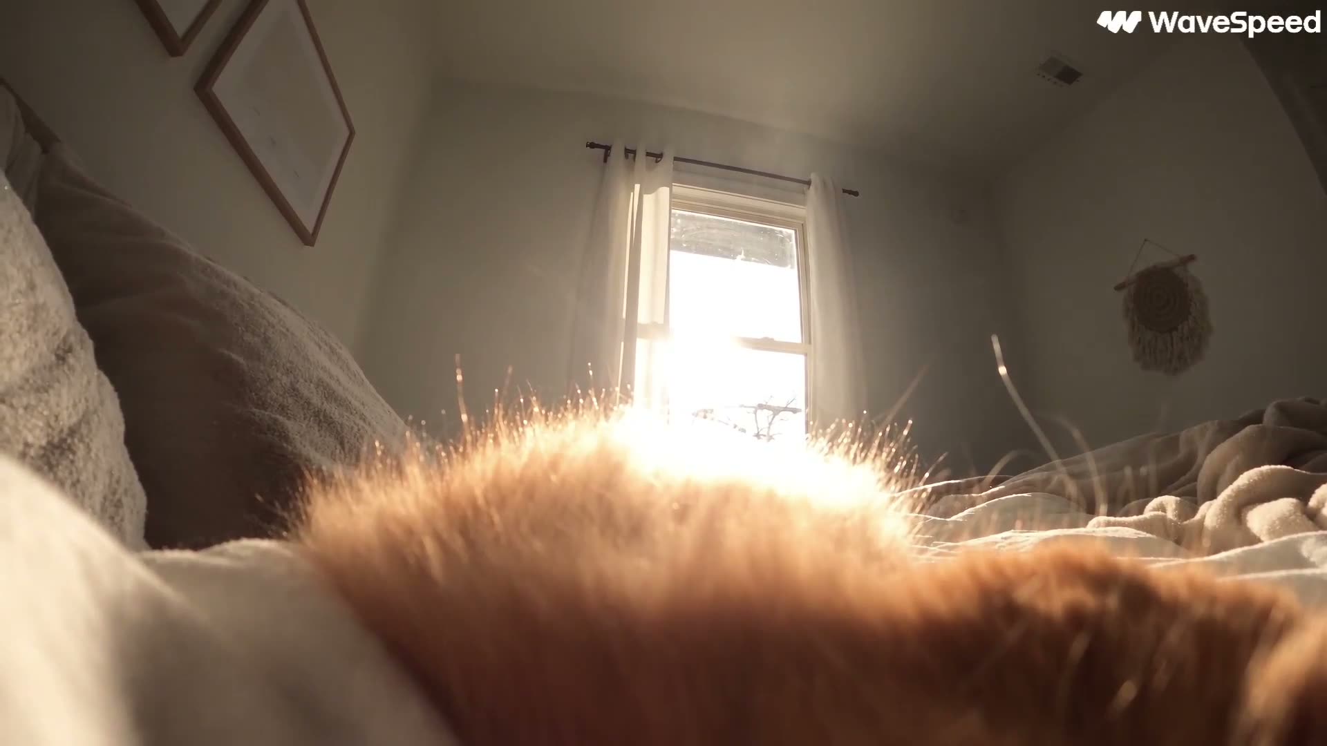 创作一段60秒的、写实风格的猫咪日常生活vlog，跟拍同一只可爱的猫咪，记录它从早晨醒来到夜晚入睡的全过程。 关键要求 严禁人类语言，严禁对白。 猫咪在任何时…